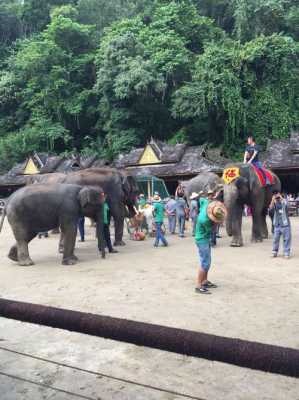 野象谷旅游攻略：探秘神秘的热带雨林世界